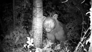 Ayı fotokapana yakalandı