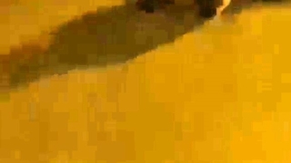 Ayı ilçe merkezine indi