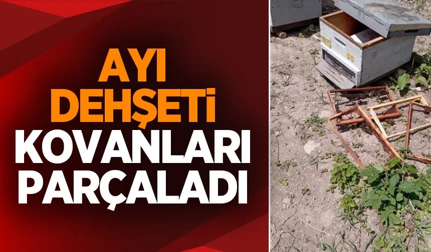 Ayı kovanları parçaladı