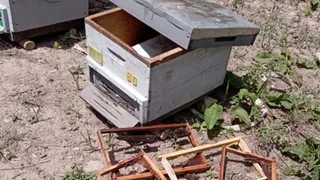 Ayı kovanları parçaladı