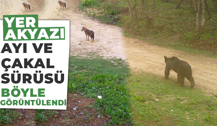  Ayı ve çakal sürüsü fotokapana takıldı