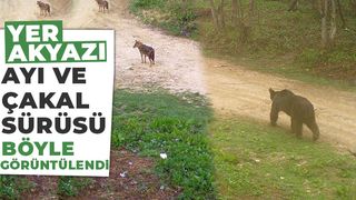  Ayı ve çakal sürüsü fotokapana takıldı
