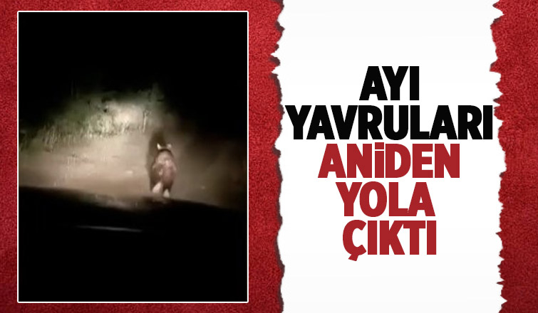 Ayı yavruları köy yoluna indi