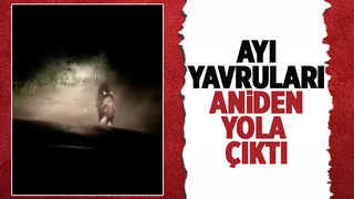 Ayı yavruları köy yoluna indi