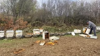 Ayılar arı kovanlarına zarar verdi