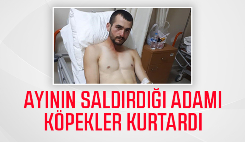 Ayının saldırısından köpekleri kurtardı