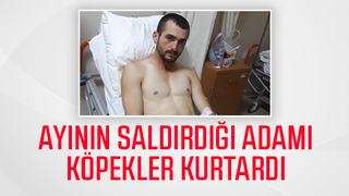 Ayının saldırısından köpekleri kurtardı