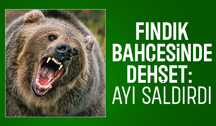 Ayının saldırısından yaralı kurtuldu