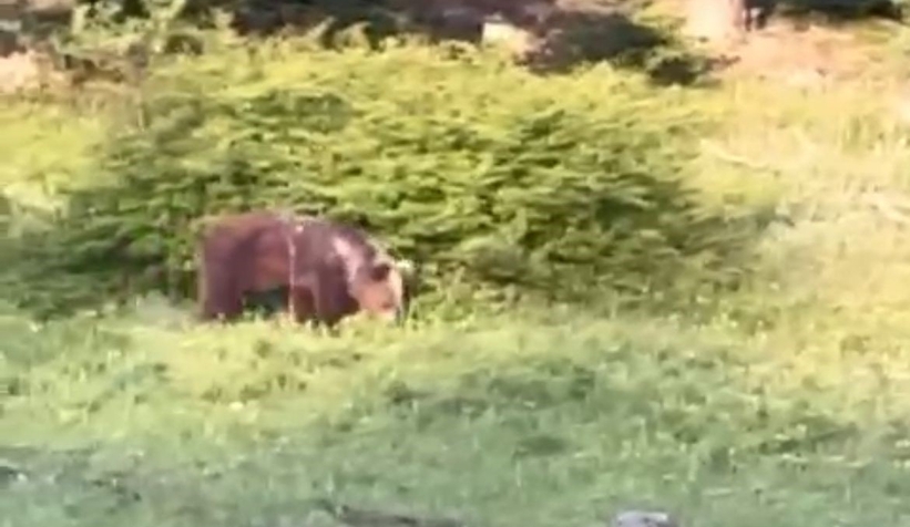 Ayıya havlayarak seslendi