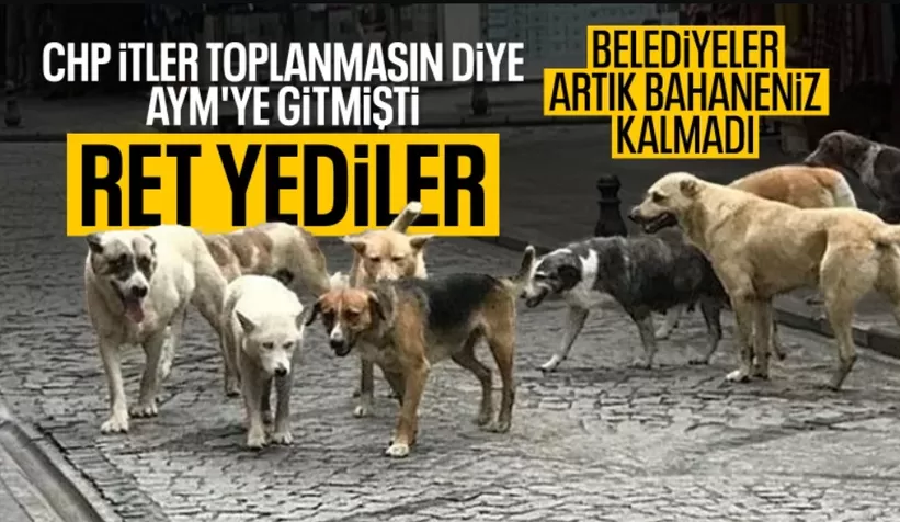 AYM'den sokak hayvanları kanunu yasasının iptaline ret kararı