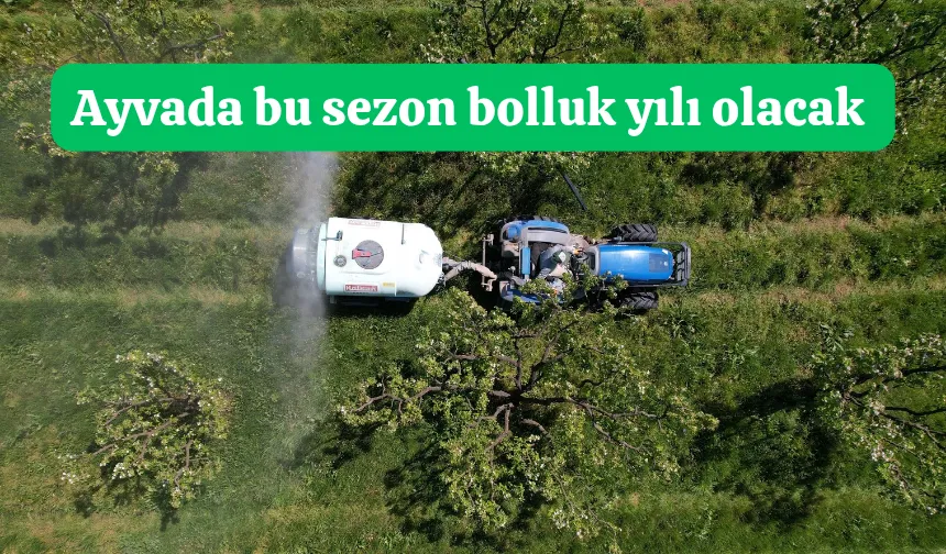 Ayva ağaçları çiçek açtı; Bolluk sezonu bekleniyor