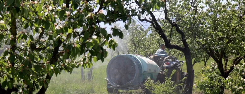 Ayva ağaçları çiçek açtı; Bolluk sezonu bekleniyor