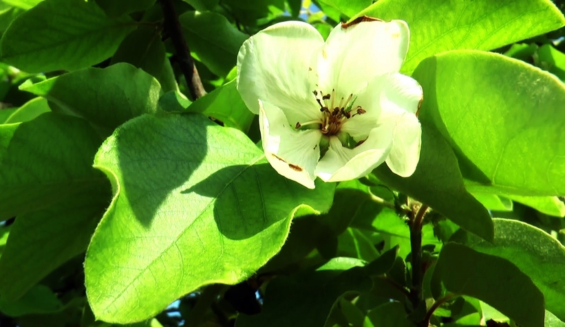 Ayva'da rekolte düşüklüğü bekleniyor