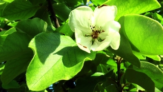 Ayva'da rekolte düşüklüğü bekleniyor