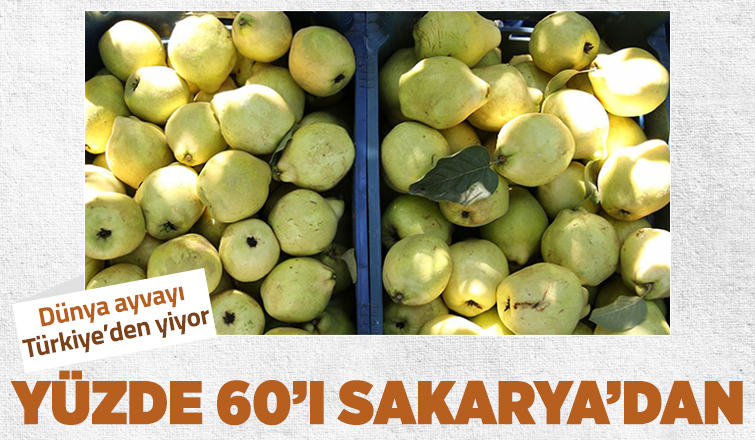 Ayva üretiminin yüzde 60'ı Sakarya'dan