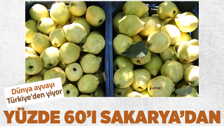 Ayva üretiminin yüzde 60'ı Sakarya'dan