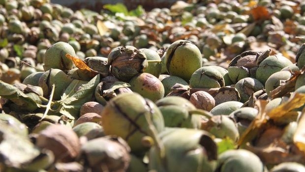 Badem ve cevizde gümrük vergisi artırıldı