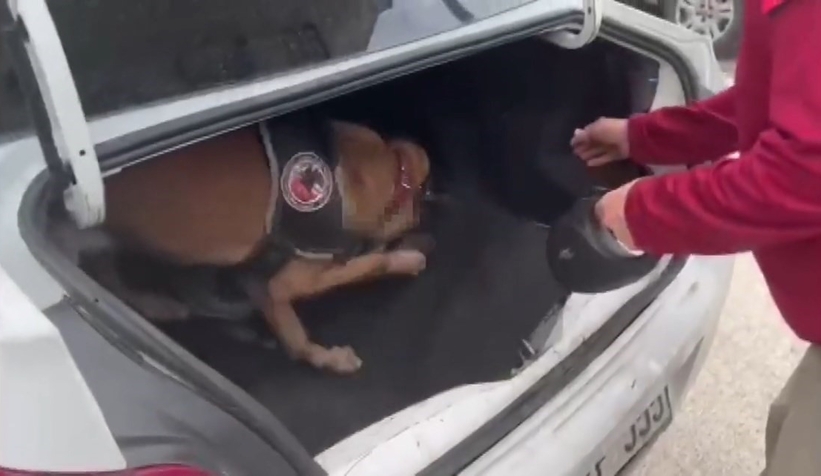 Bagaja gizlenen uyuşturucu böyle bulundu