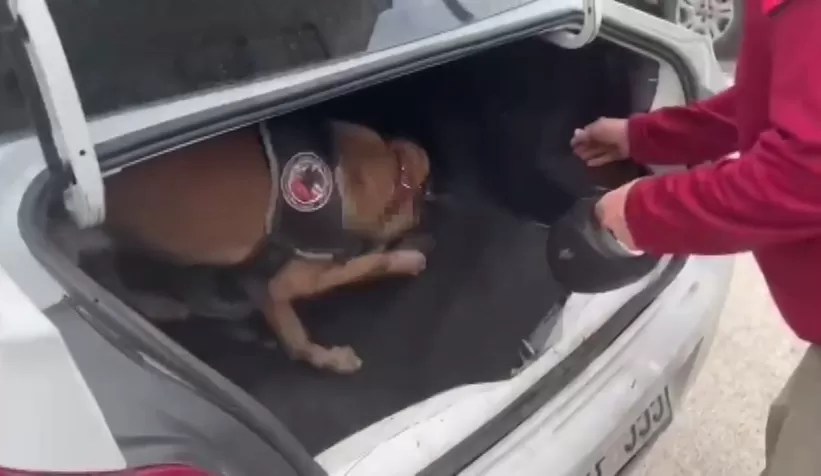 Bagaja gizlenen uyuşturucu böyle bulundu