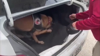 Bagaja gizlenen uyuşturucu böyle bulundu