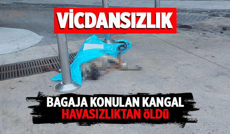 Bagaja konulan kangal havasızlıktan öldü