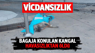 Bagaja konulan kangal havasızlıktan öldü
