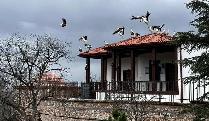 Baharla birlikte leylekler gelmeye başladı