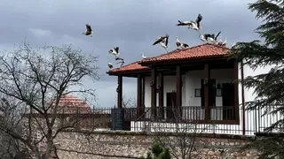 Baharla birlikte leylekler gelmeye başladı
