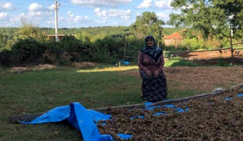 Bahçede fındığı beklerken evini soydular