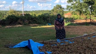 Bahçede fındığı beklerken evini soydular