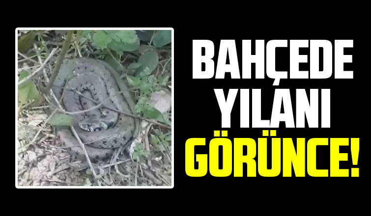 Bahçede yılanla karşılaştı