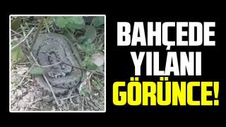 Bahçede yılanla karşılaştı