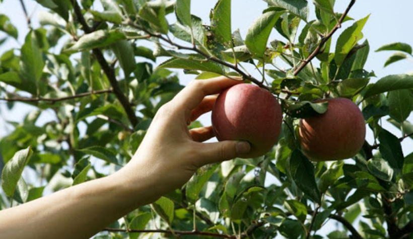 Bahçeden izinsiz meyve koparanlara kötü haber