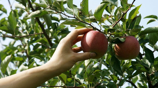 Bahçeden izinsiz meyve koparanlara kötü haber