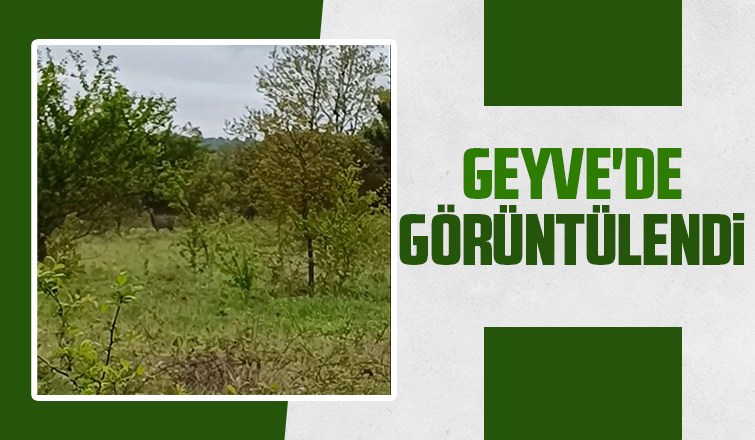 Bahçesinde görünce şaşkına döndü