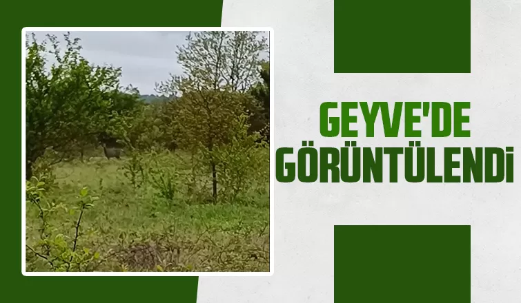Bahçesinde görünce şaşkına döndü