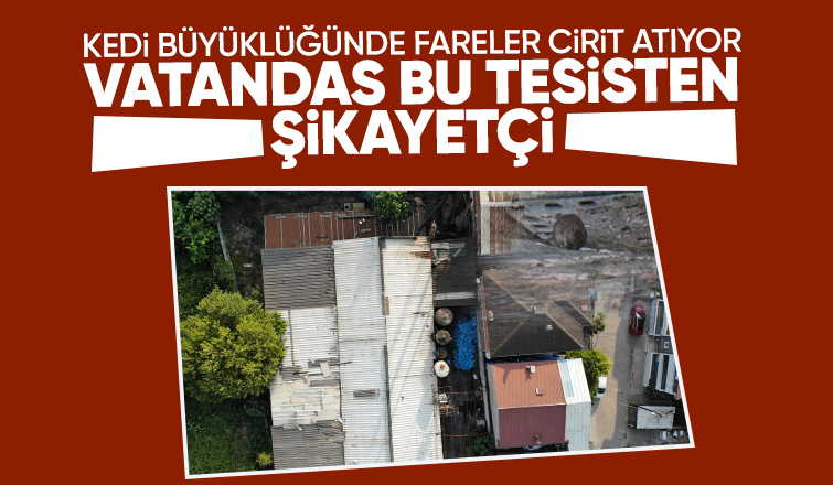 Bahçesinde kedi büyüklüğünde farelerin cirit attığı tesis