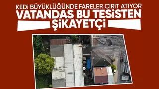Bahçesinde kedi büyüklüğünde farelerin cirit attığı tesis