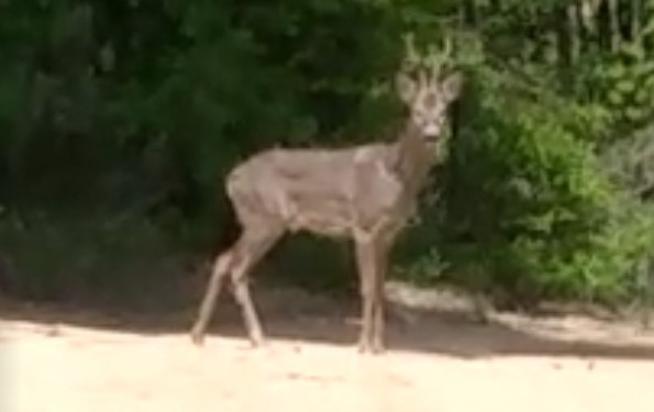 Bahçesinde ortaya çıktı, hemen kayda aldı