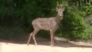 Bahçesinde ortaya çıktı, hemen kayda aldı