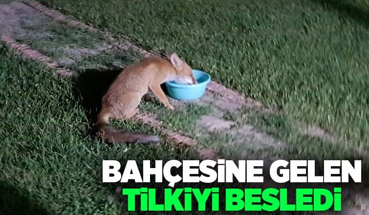 Bahçeye gelen tilki ilgi odağı oldu
