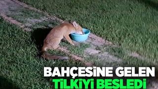 Bahçeye gelen tilki ilgi odağı oldu