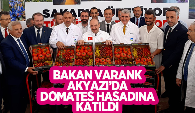 Bakan Varank Akyazı'da domates hasadı yaptı