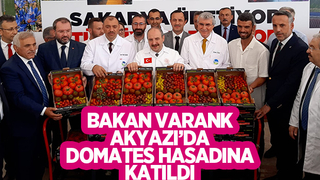 Bakan Varank Akyazı'da domates hasadı yaptı