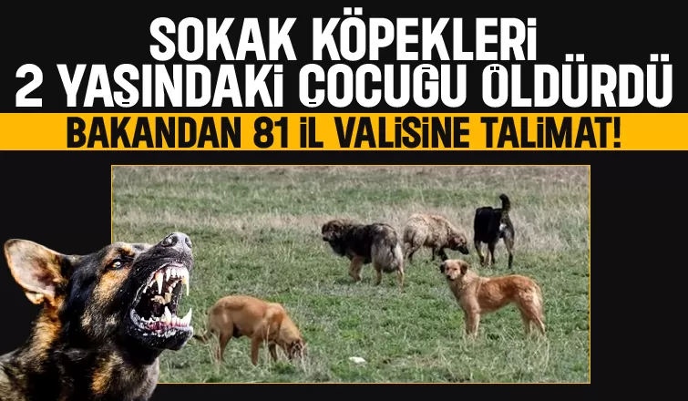 Bakan Yerlikaya'dan valilere sokak kepekleri talimatı