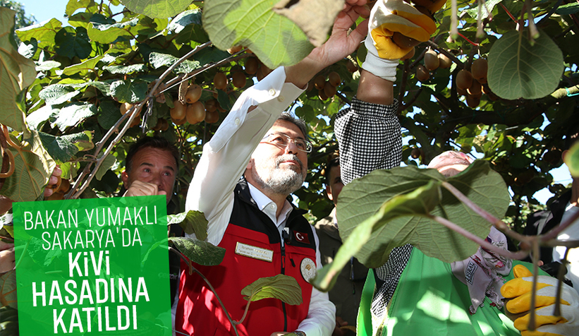 Bakan Yumaklı Sakarya'da kivi topladı