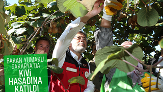 Bakan Yumaklı Sakarya'da kivi topladı