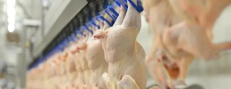 Bakanlık tavuk ihracatını yasakladı