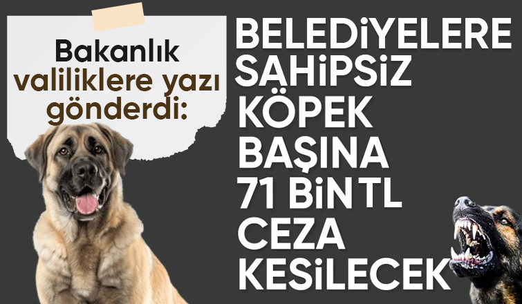 Bakanlıktan 81 ile sokak köpekleri talimatı