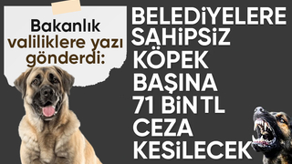 Bakanlıktan 81 ile sokak köpekleri talimatı